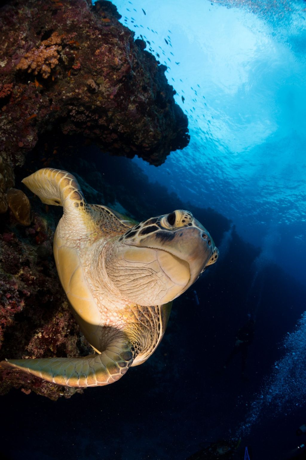tortue verte